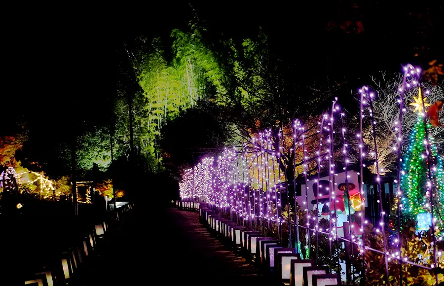 100mの絵行灯の道