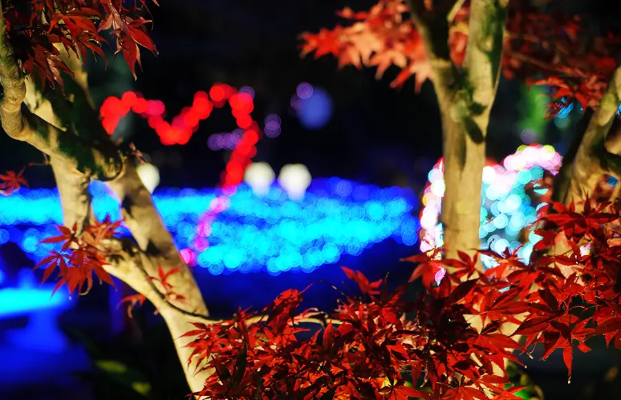 ききょう灯りの庭