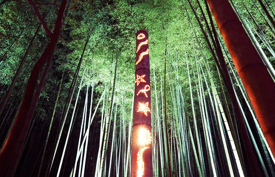竹の国のライトアップ