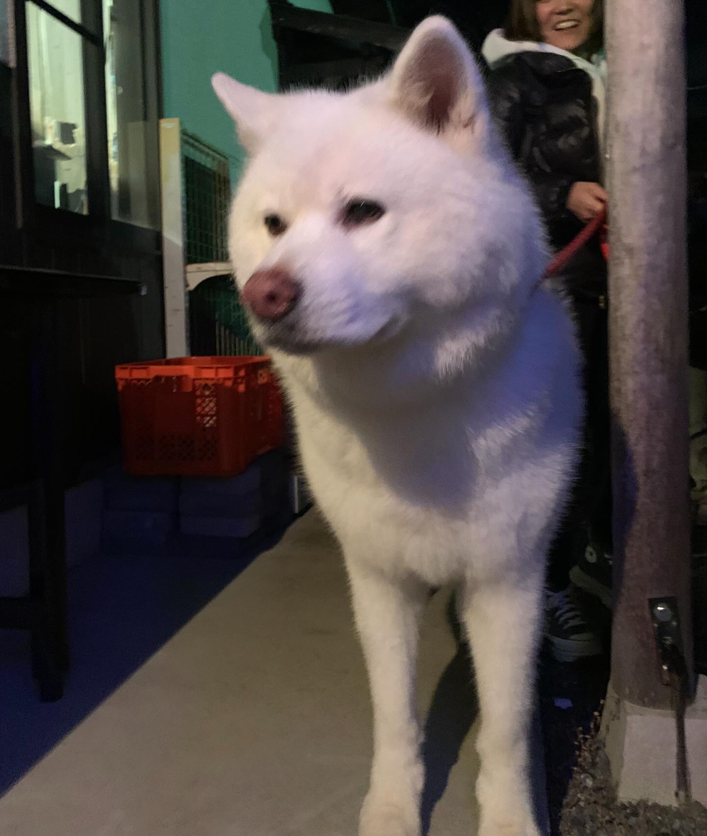 毎日かわいいワンコちゃんたちが夢ナリエに来てくださって、癒されてるスタッフです🥰 数年前に、ここ夢ナリエでプロポーズされたカップルがいらっしゃいました🩷 と