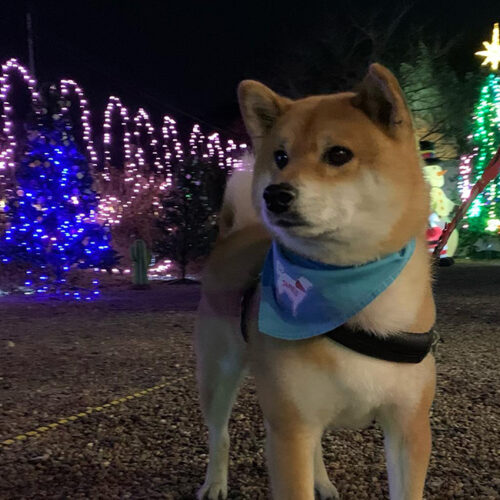 FM KYOTO ワンちゃんDJつとめるジェームスJr.くん来園