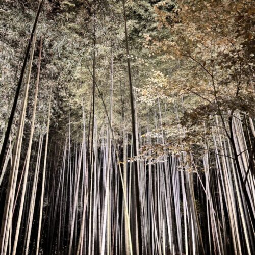 京都イルミネーション夢ナリエ✨5日目