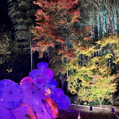 竹あかりとイルミネーションのコラボレーション✨