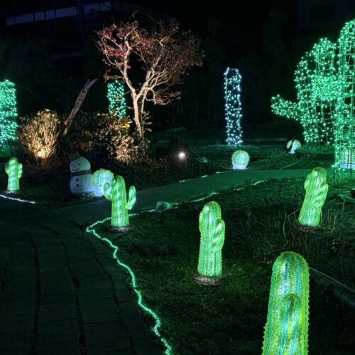珍しいサボテンのイルミネーション🌵